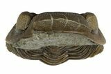 Wide, Enrolled Eldredgeops Trilobite Fossil - Ohio #188903-3